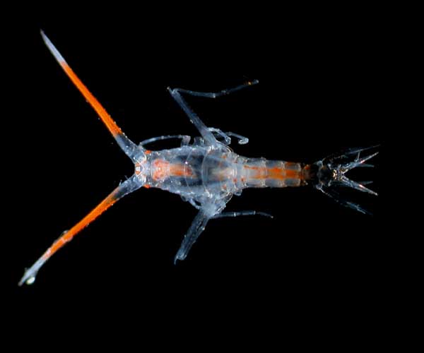 Scina sp. (pelagic amphipod)